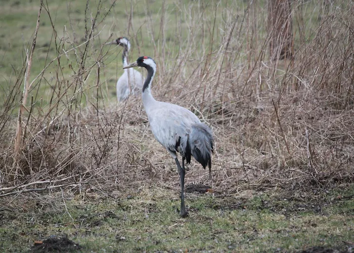 Mueritz-park Отель